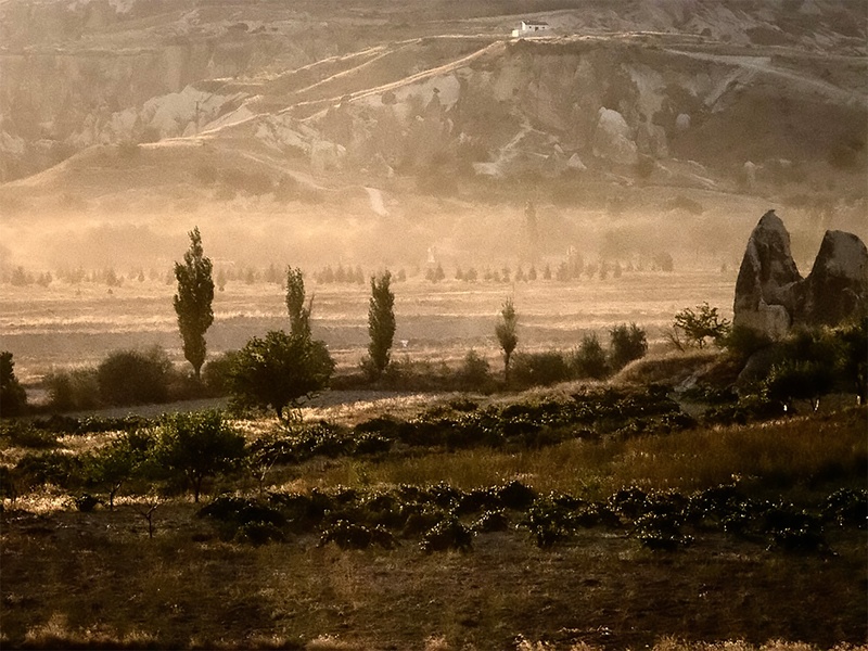  A sepia toned photograph of a field. 